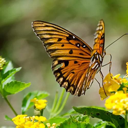 Your profile photo also probably shouldn’t be a butterfly